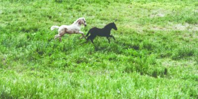 foals_running