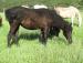 MO Qui, black curly filly, ICHO and