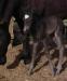 MO Dream Catcher-Curly black filly 3/11/2013